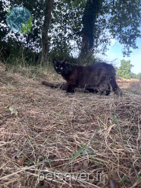 chatte reunited 44500 La Baule-Escoublac Jaïka
