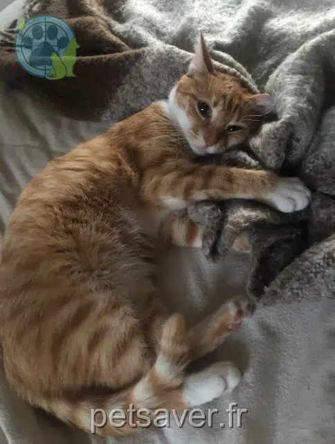 chatte reunited 44190 Clisson Lili