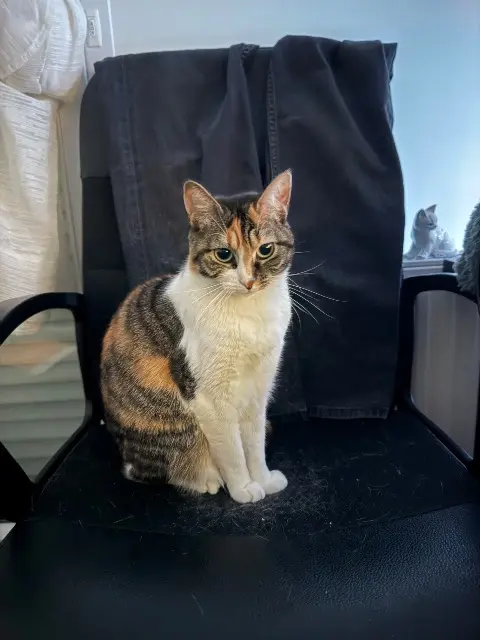 chatte reunited   44120 Vertou Lizzy