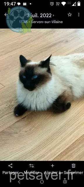 chatte reunited 44850 Saint-Mars-du-Désert Louna
