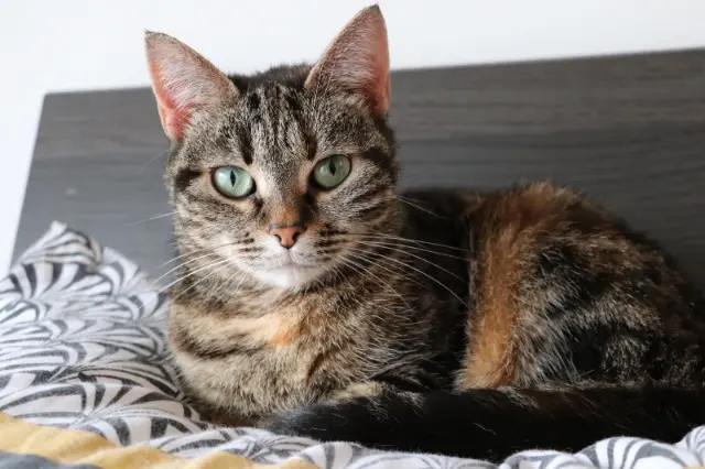 chatte reunited   44800 Saint-Herblain Luna