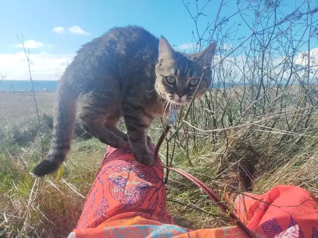 chatte reunited   44270 Machecoul-Saint-Même Una