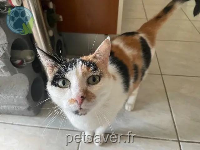 chatte reunited 44600 Saint-Nazaire Maddie