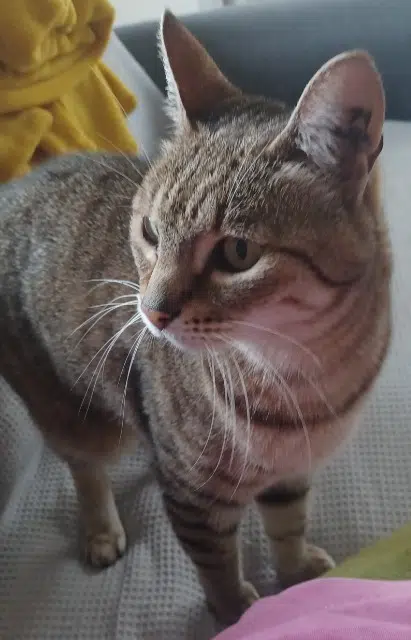 chatte reunited   44980 Sainte-Luce-sur-Loire Mali