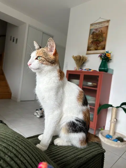 chatte reunited   44470 Thouaré-sur-Loire Maya