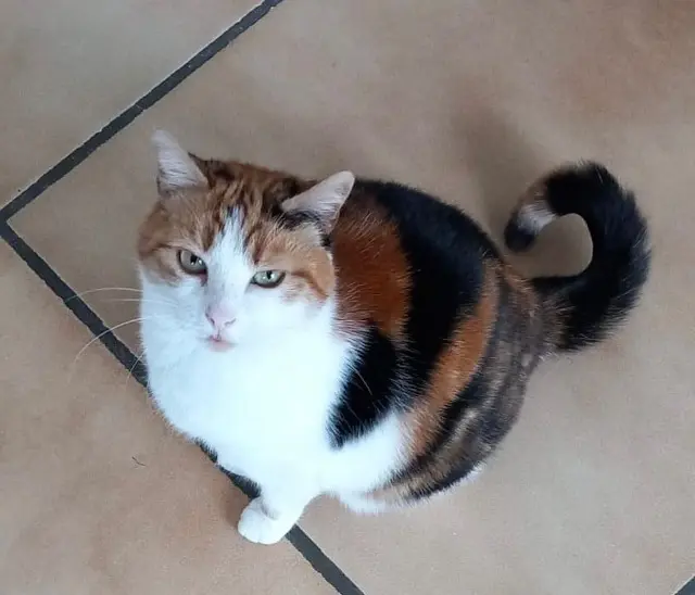 chatte reunited   44470 Carquefou Mica