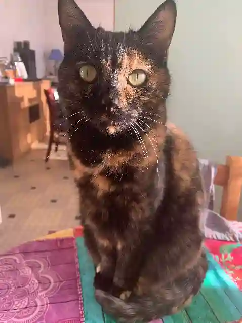 Chatte Trouvée 44 Loire-Atlantique - Milka Chatte Trouvée 44 Loire-Atlantique - Milka