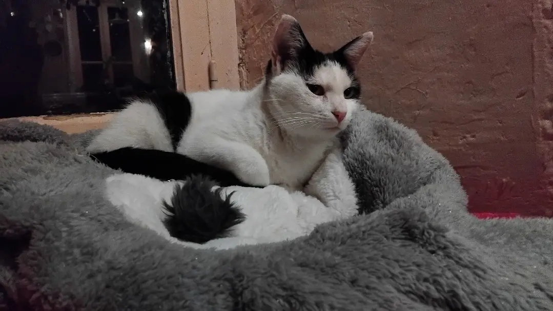 Chatte Perdue 44 Loire-Atlantique - Mimita Chatte Perdue 44 Loire-Atlantique - Mimita