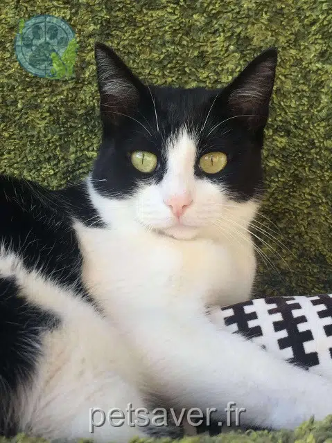 chatte reunited   44330 Vallet Minette