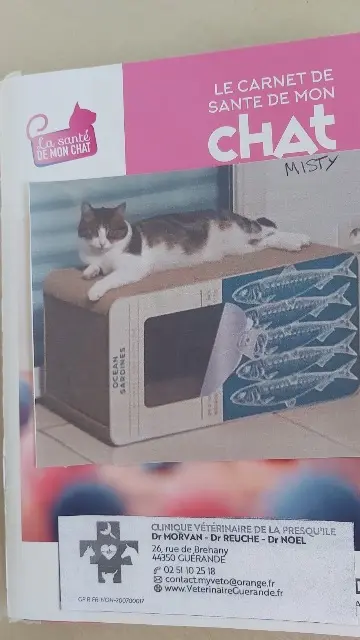 chatte reunited   44350 Guérande Misty