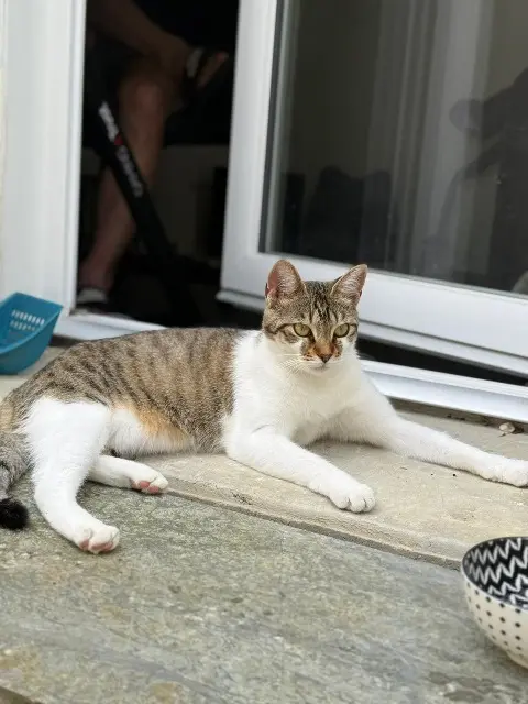 chatte reunited   44240 Sucé-sur-Erdre Nala