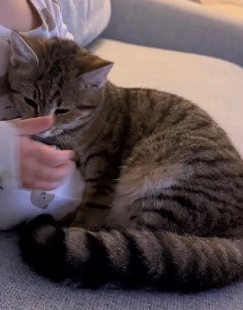 chatte reunited   44830 Brains Nana