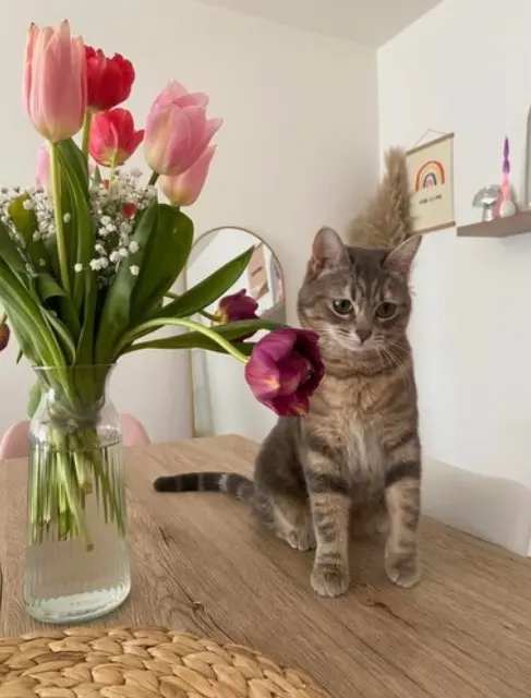 chatte reunited    Nantes Aina