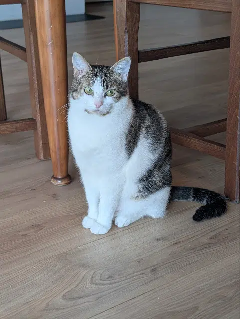 chatte reunited    Nantes Bouille