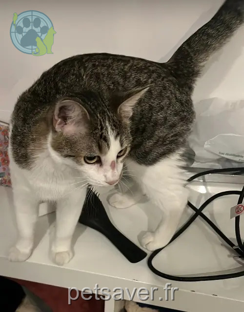 chatte reunited Nantes Cannelle