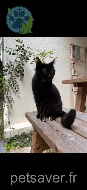 cat reunited Nantes Cersei