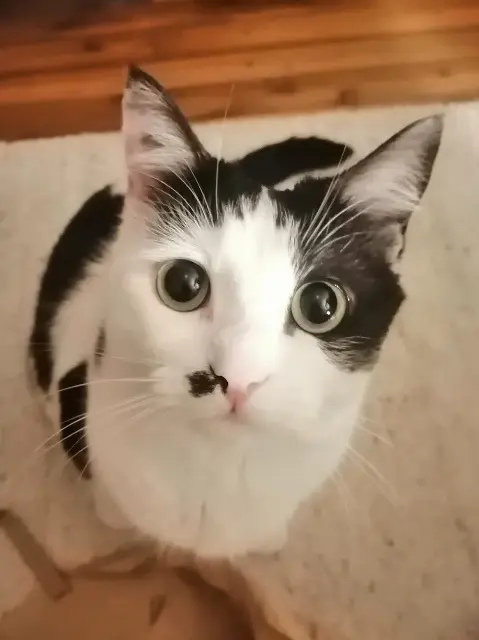 chatte reunited    Nantes Cléo