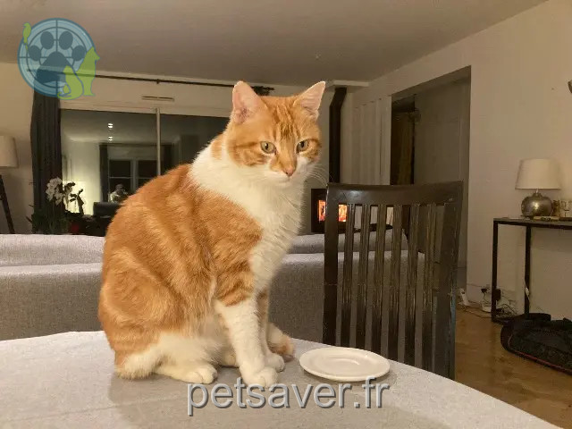 chatte reunited Nantes Coco
