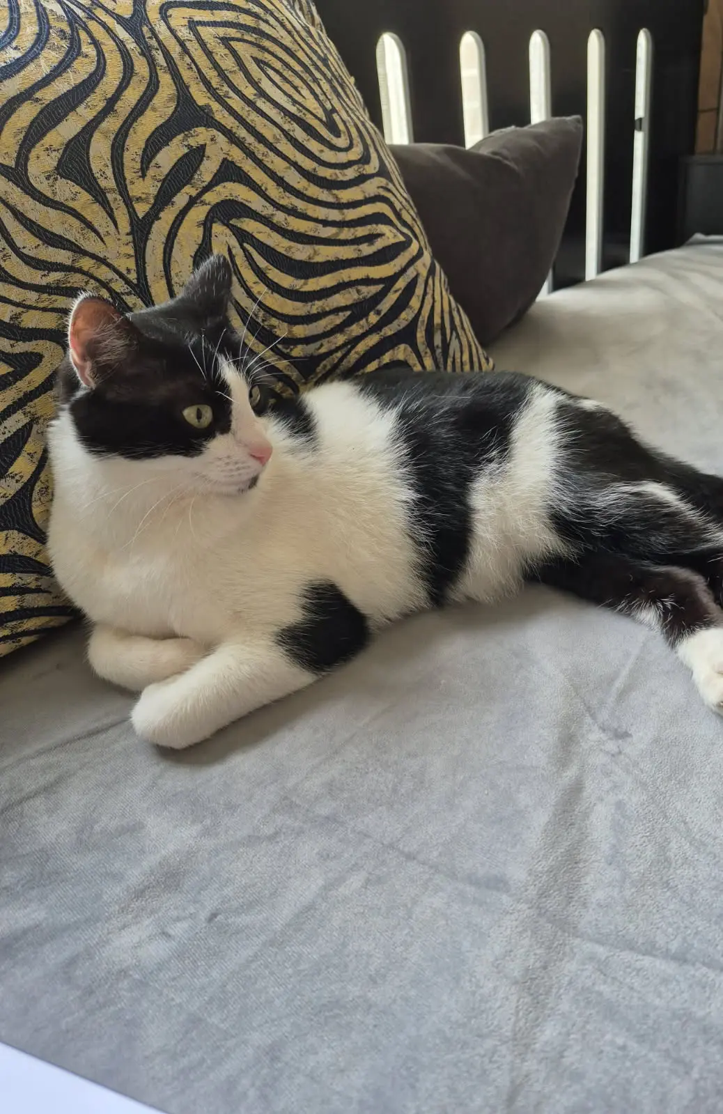 chatte reunited    Nantes Fifi