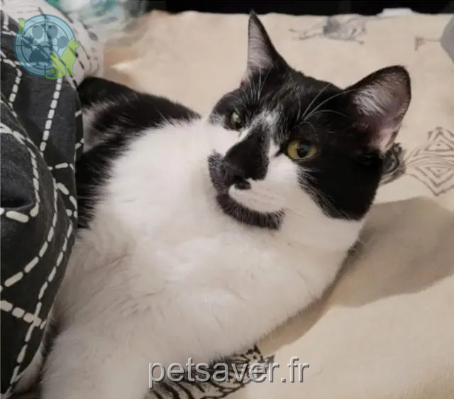 Katze reunited Nantes Kiara