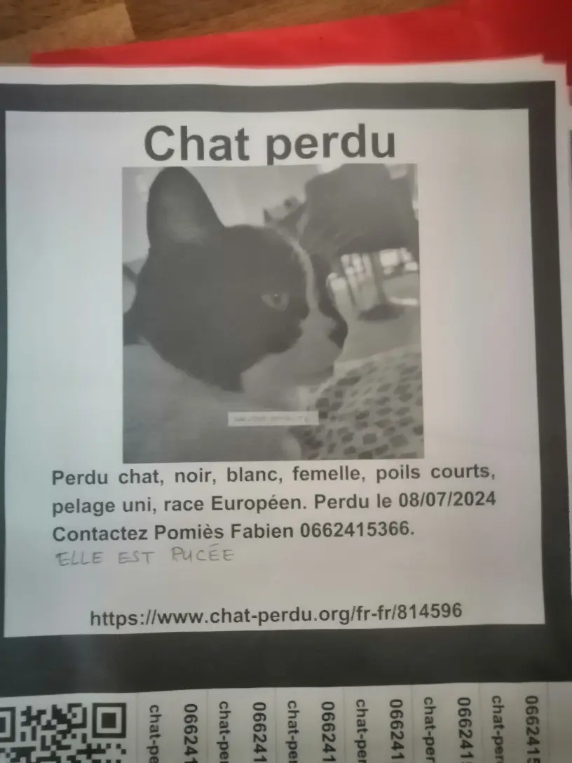 Chatte Perdue 44 Loire-Atlantique Nantes - Kibou Chatte Perdue 44 Loire-Atlantique Nantes - Kibou