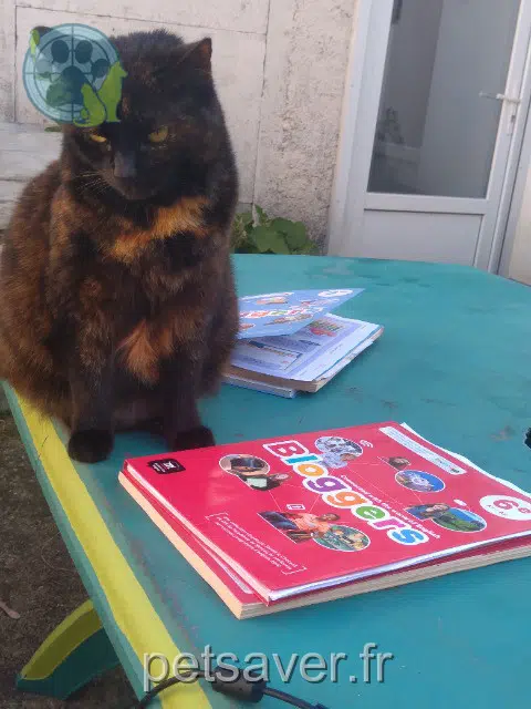 chatte reunited Nantes Lafée