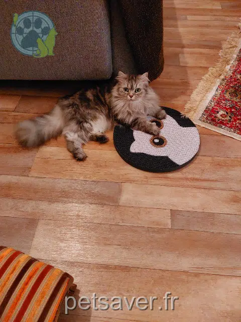 chatte reunited    Nantes Lina