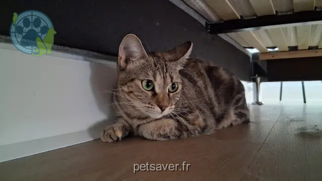 chatte reunited Nantes Mayaasilys
