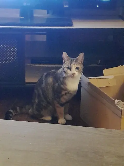 chatte reunited    Nantes Moon