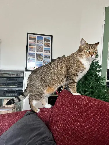Chatte Perdue 44 Loire-Atlantique Nantes - Nala Chatte Perdue 44 Loire-Atlantique Nantes - Nala
