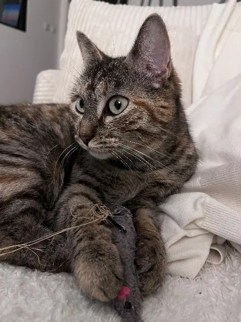 chatte reunited    Nantes Napoléon