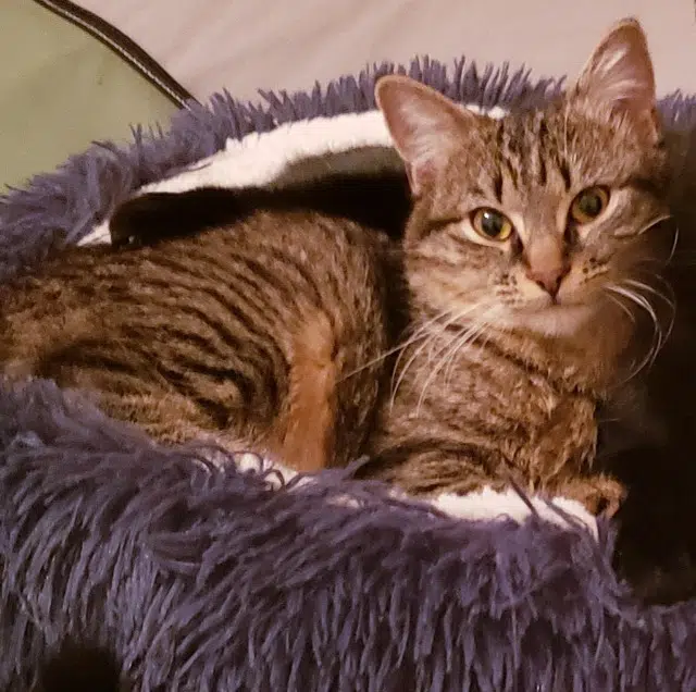 chatte reunited    Nantes Ornette