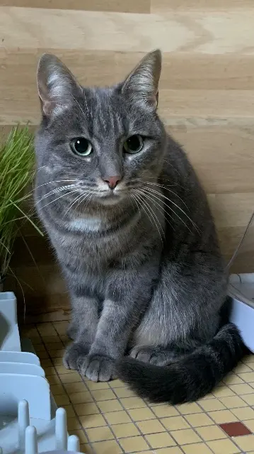 chatte reunited    Nantes Pearl