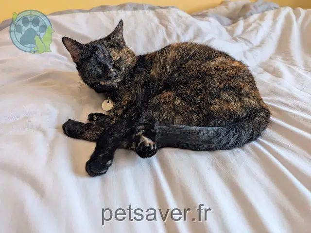 chatte reunited Nantes Pixel