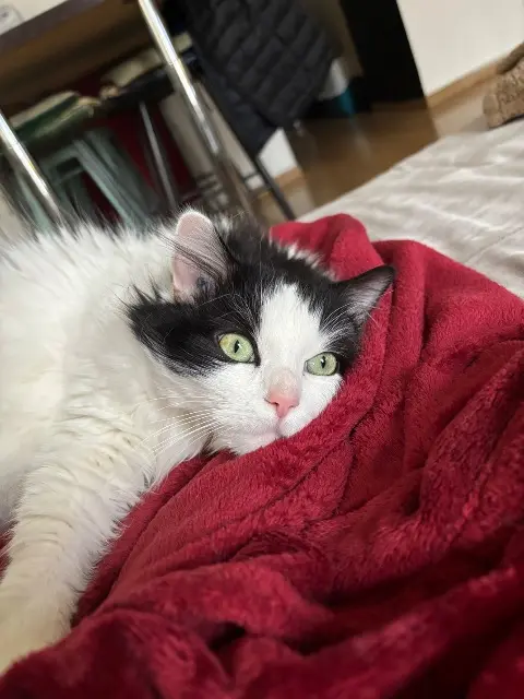 chatte reunited    Nantes Romy