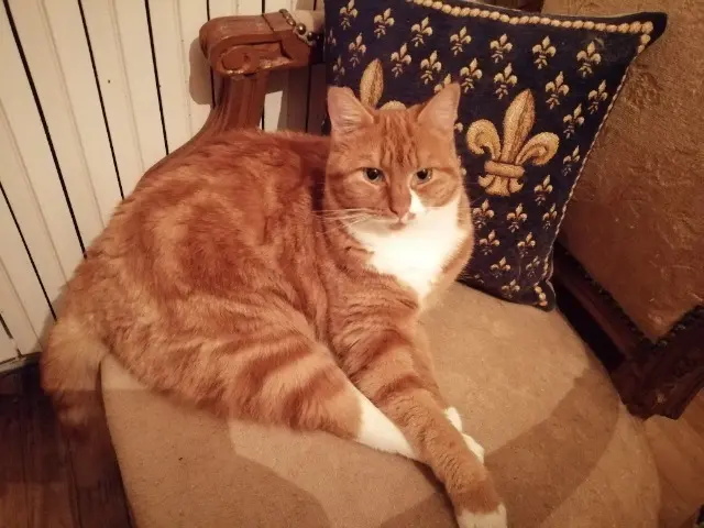 chatte reunited    Nantes Saphie