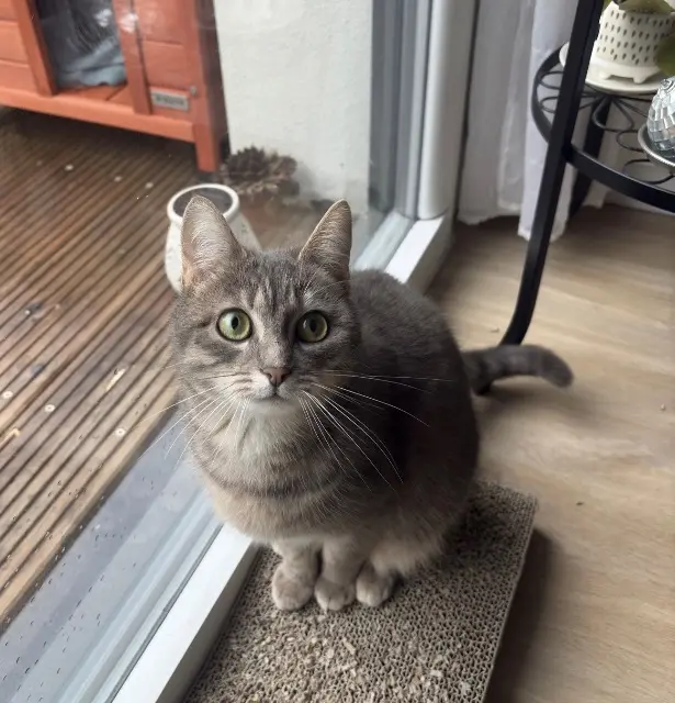 chatte reunited    Nantes Uguette