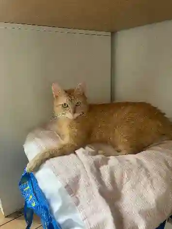 Chatte Trouvée 44 Loire-Atlantique Nantes - Yuka Chatte Trouvée 44 Loire-Atlantique Nantes - Yuka