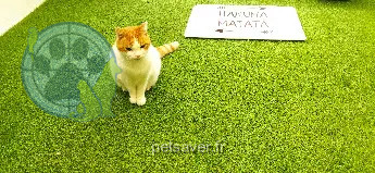 Chatte Trouvée 44 Loire-Atlantique Nantes Chatte Trouvée 44 Loire-Atlantique Nantes