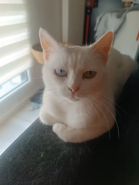 chatte reunited   44210 Pornic Neige
