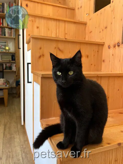 chatte reunited   44640 Vue Neko