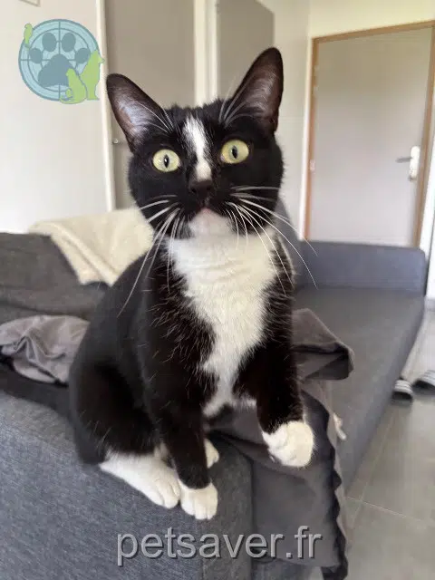 chatte reunited 44850 Saint-Mars-du-Désert Nenette