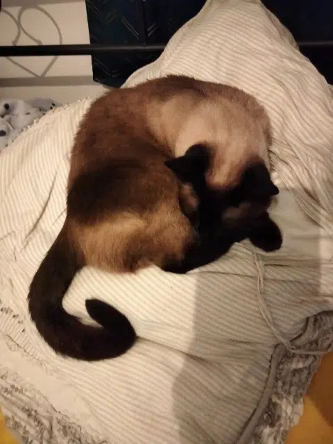 chatte reunited   44800 Saint-Herblain Nimbus