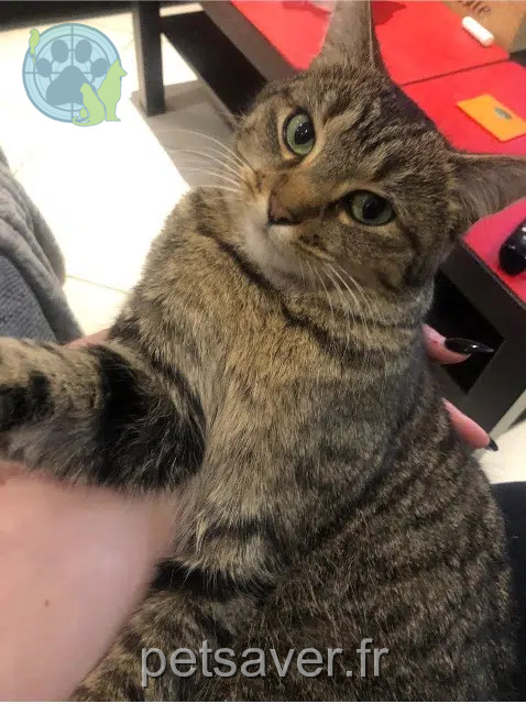 chatte reunited   44800 Saint-Herblain Patex