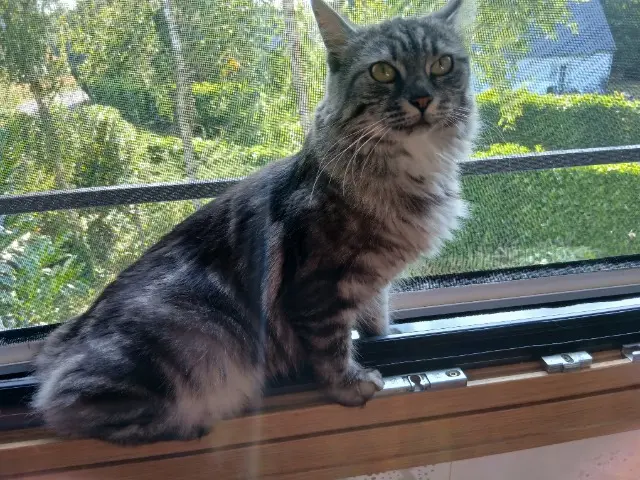 chatte reunited   44240 La Chapelle-sur-Erdre Pearl