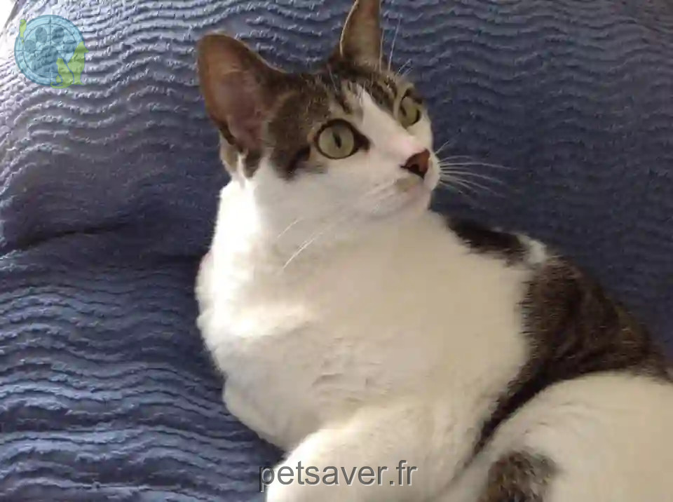 Chatte Trouvée 44 Loire-Atlantique - Pirouette Chatte Trouvée 44 Loire-Atlantique - Pirouette