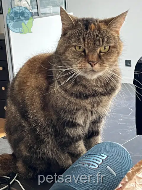 chatte reunited   44800 Saint-Herblain Pistache