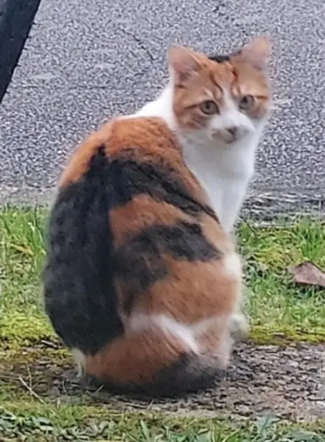 chatte reunited   44800 Saint-Herblain Poum