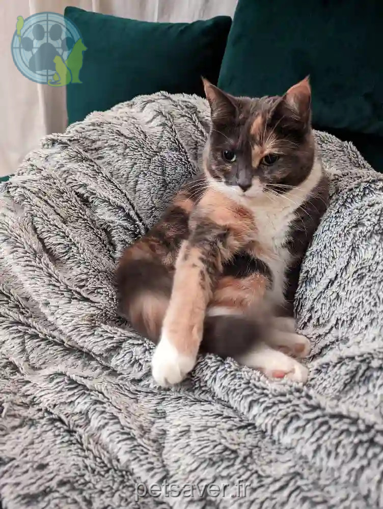 Chatte Trouvée 44 Loire-Atlantique - Pouty Chatte Trouvée 44 Loire-Atlantique - Pouty