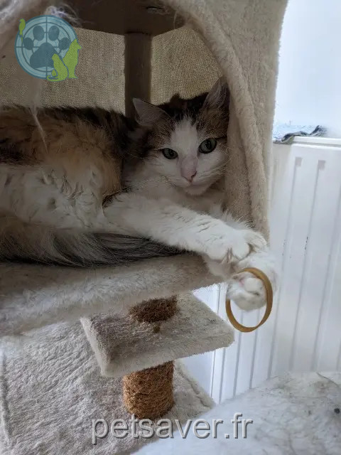chatte reunited 44830 Bouaye Praline